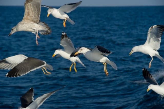 2. Las Aves de Mar (Ruta de Natura a la Costa)