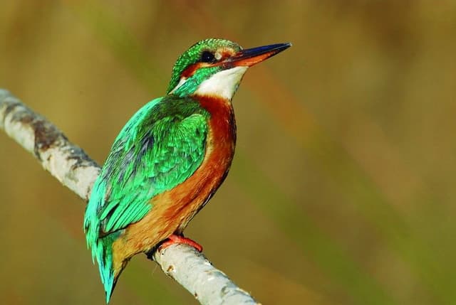 3. Vegetación y fauna (Ruta de la Natura costa)