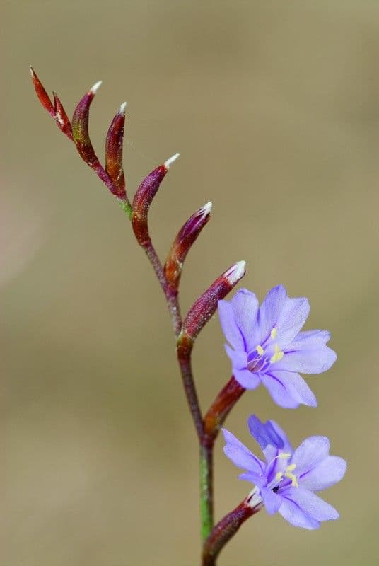 6. Vegetación supralitoral (Ruta de la Natura costa)