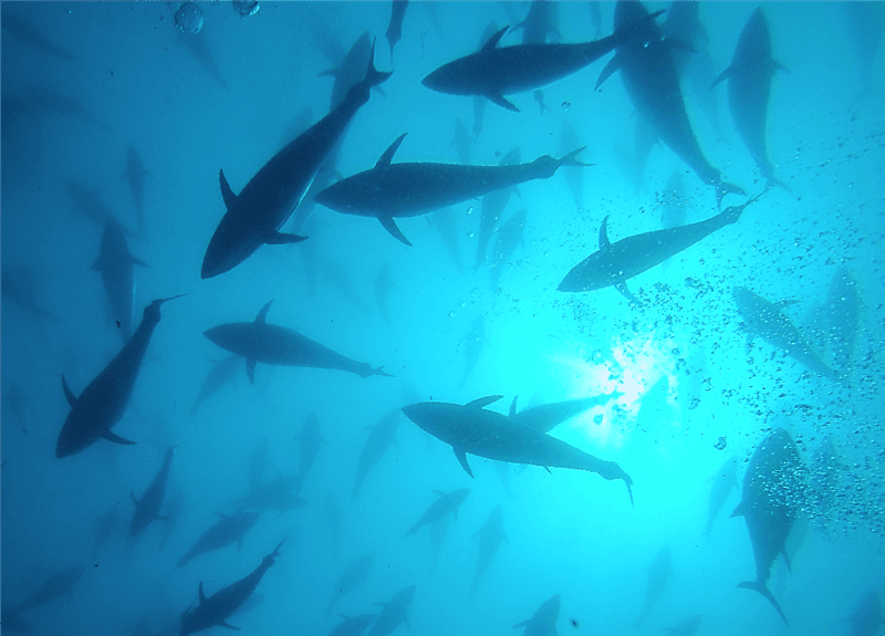 Tuna Tour Diving