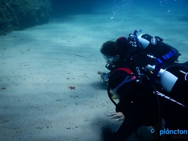 Buceo con oceanógrafas - Plàncton Diving