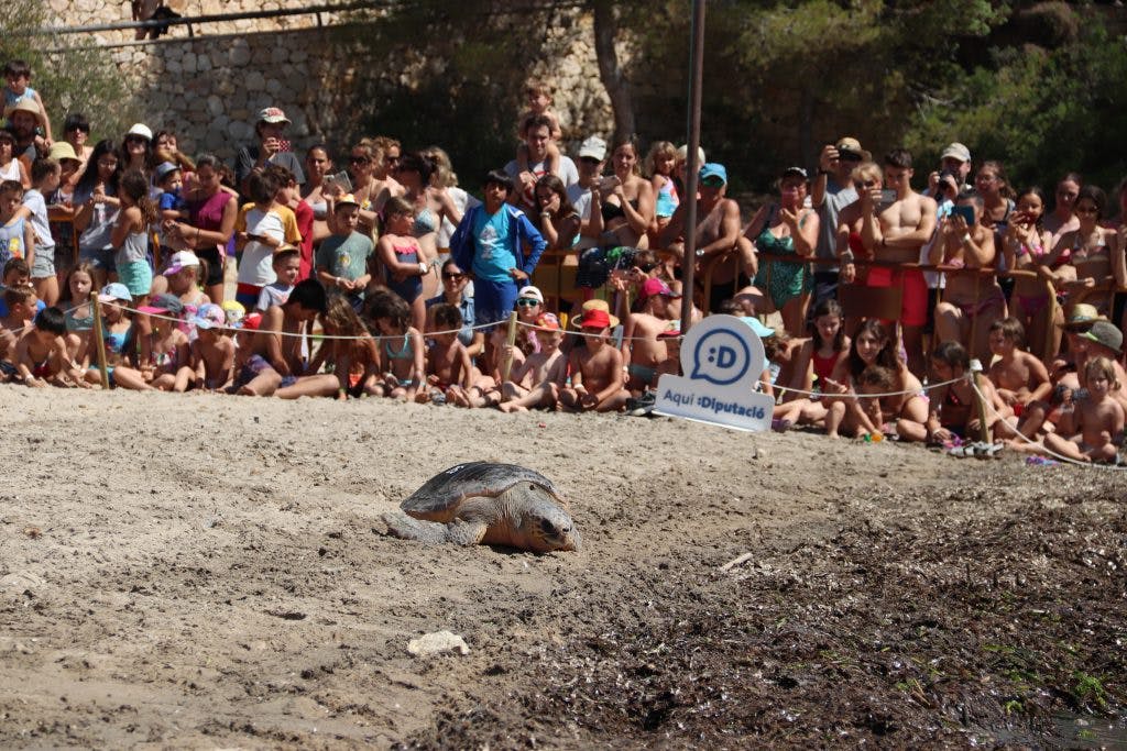 Una tortuga marina serà alliberada a la platja de Pixavaques en una jornada divulgativa i de conscienciació
